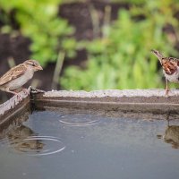 Летние наблюдения... :: Svetlana Sneg