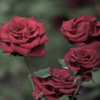 Ретро розы :: Софья Оганова