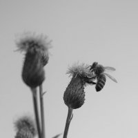 Пчела на цветке :: Татьяна Шустова