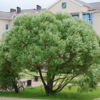 Городское дерево :: Александр Фищев