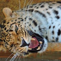 Дальневосточный леопард Амур :: Алёна Закатченко