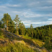 сосны в лучах заходящего слнца :: Сергей 