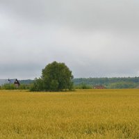 полевой мотив :: Александр С.