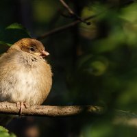 Утренняя дрёма :: Анатолий Иргл