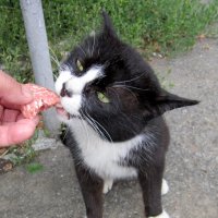 История одного кота ... :: Мила Бовкун