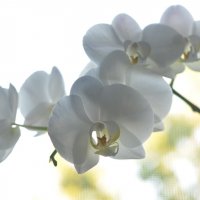 Орхидея :: Анна Емашева