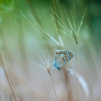 морская бабочка :: Инна Кравченко