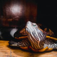 turtle :: Marina Voronina (Platonova)