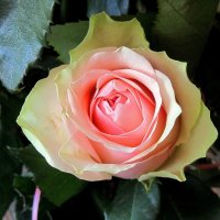 Прекрасная роза :: Сергей Карачин