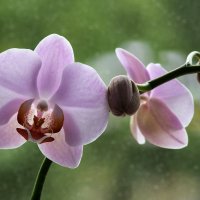 Орхидея фаленопсис :: Ирина Приходько