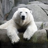 Очень белый медведь :: Ольга Диброва