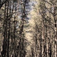пляшущий лес.. :: Надежда Шемякина