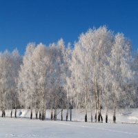 Березки зимой :: Николай Полыгалин