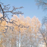Морозное утро :: Николай Полыгалин
