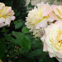 "Как хороши, как свежи были розы ..." :: Galina Dzubina