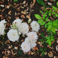 Белые розы :: Aneelopa 