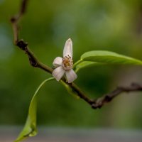 Лимон цветет :: Михаил Вандич