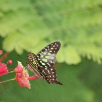 Бабочки Индии :: maikl falkon 