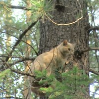 Кот в лесу :: Лидия Цейер