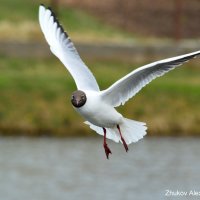 Flying seagull. :: Алексей Жуков