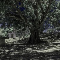 дерево из Сесимбры :: татьяна 