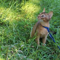 Абиссинский котенок :: Наталья Андреева