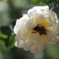 Цветочек и пчёлка :: Ирина Головкина