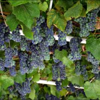 Появился виноград на Земле очень и очень давно... :: Anna Gornostayeva