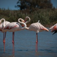 дикие фламинго в Камарге :: Sabina 
