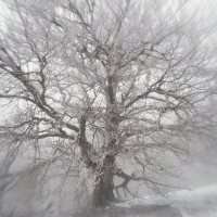 В зимнем тумане :: Alexandra Shusha