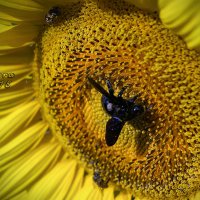 Вариации на тему Пчелы-Плотника :: ira mashura