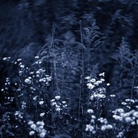 meadow :: Zinovi Seniak
