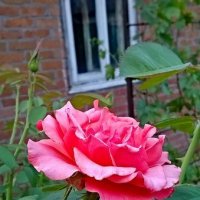 "Старое окно и роза" :: Анна Злотникова