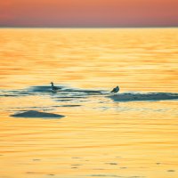 Закат на Чудском озере :: Svetlana Sauh