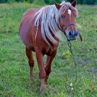 С незнакомыми не знакомлюсь - блондинка Яааааааа...))) :: Владимир Хиль