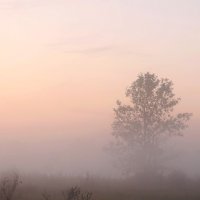 ..розовый туман..(из альбома "Время паутинок") :: Александр Герасенков