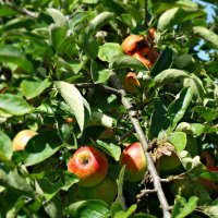 Спеют яблоки в старом саду... :: Galina Dzubina