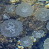 Черноморские медузы :: Вячеслав Касаткин
