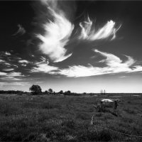 Пейзаж  с одинокой коровой :: Павел Корнеев