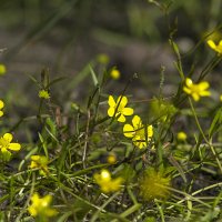 Ranunculoides :: Юрий Митенёв