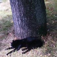Жил да был чёрный кот... :: Ольга Кривых