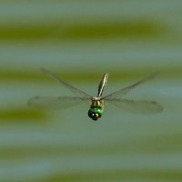 Мгновение или Полет стрекозы над озером :: Irina -