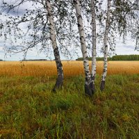 Пшеничное  поле :: Геннадий Супрун