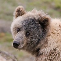 Портрет грустного медведя. :: Юрий Харченко