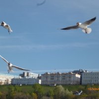 Чайки над волной :: шубнякова 