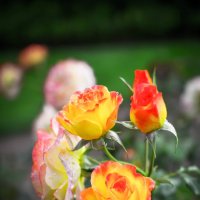 розы :: Рома Григорьев