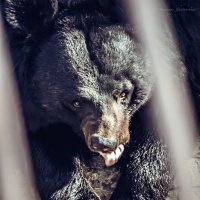 В Алматинском Зоопарке :: Вероника Галтыхина