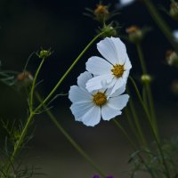 Цветущий август :: Ольга Винницкая (Olenka)