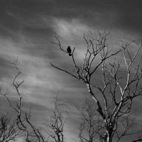 Черный ворон :: Elena Belova (e.lova)