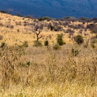 Национальный парк Мкомази (Танзания, сентябрь 2015) :: Сергей Андрейчук